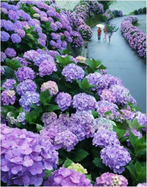 50pc Hydrangea Flower Seed Variety - 4
