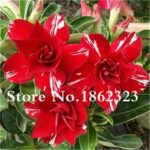 MultiColored Adenium Bonsai Seeds - 6