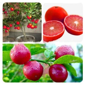 Organic Kaffir Lime Tree Seeds - 1