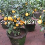 Organic Kaffir Lime Tree Seeds - 4