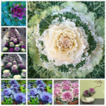200 Pcs Bonsai Kale Cabbage Seeds - 1