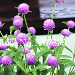 100pc Bonsai Flower Globe Seed Mix - 5