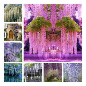 20 Japanese Wisteria Seeds Climb - 1