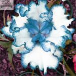 50pcs Orchid Seeds Iris Perennial - 6