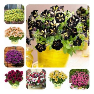 100 Pcs Star Petunia Seeds 23 Colors - 1