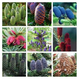 Korean Fir Abies 50 Seeds Purple Beauty - 1