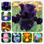 Bearded Iris Perennia Seeds - 4
