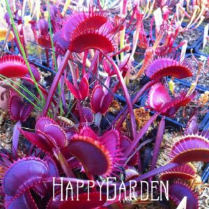 400pc Carnivorous Flytrap Seeds - 2