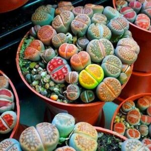 200pcs Living Stone Seeds - 1