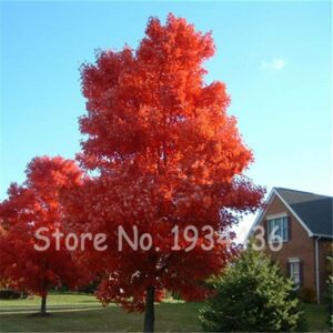 20 Pcs Red Maple Bonsai Seeds - 4