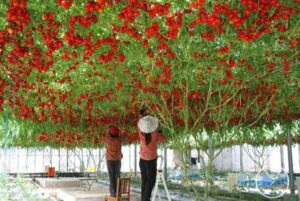 50pc Italian Tree Tomato Seeds - 3
