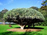 10 Pcs Dracaena Blood Giant Seeds - 6