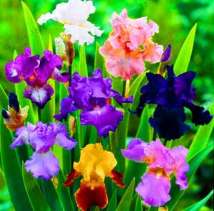 24 Color Orchid Seeds Perennial Bloom - 4