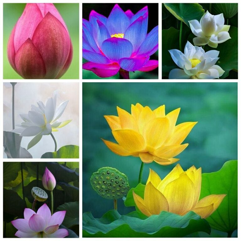 2 Pcs Water Lily Seeds for Aquariums Free Shipping Up to 70 OFF
