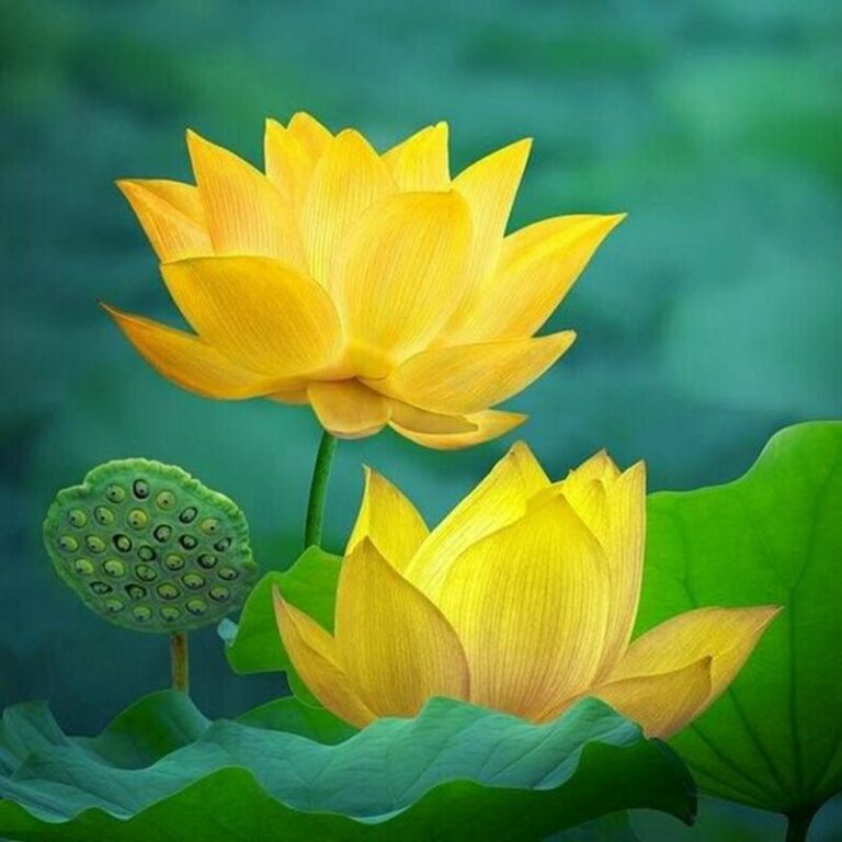 2 Pcs Water Lily Seeds for Aquariums Free Shipping Up to 70 OFF