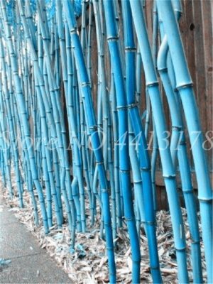 40 Pcs Blue Bamboo Seeds - 2