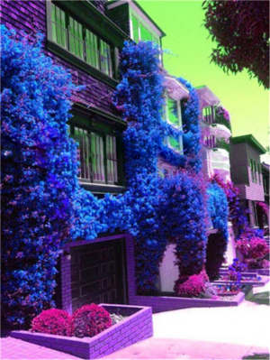 105 Pcs Bougainvillea Bonsai Mixed Seeds - 3