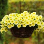 200pcs Petunia Seeds for Blooming - 2
