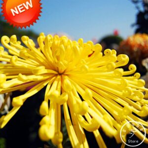 Bright Yellow Chrysanthemum Bonsai Seed Fireworks - 2