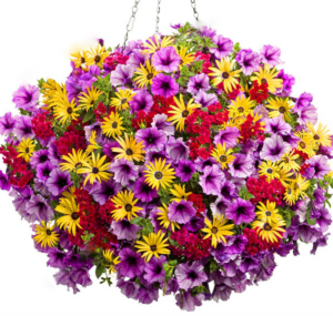 100pcs Petunia Blooming Seeds - 1