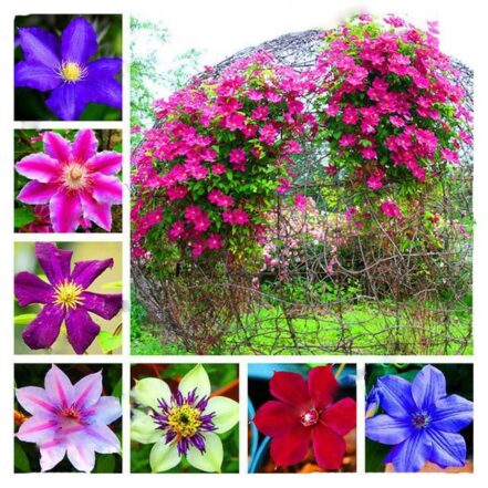 100pcs Clematis Flower Seeds Mixed Colors OutletTrends.com Free