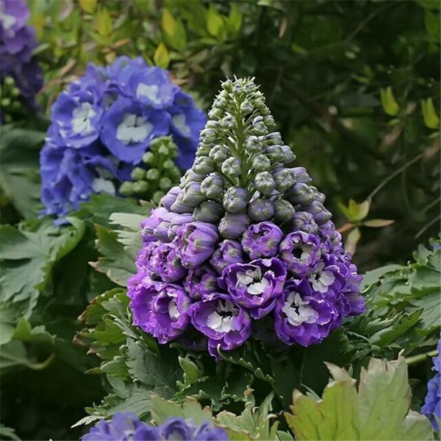 100 Giant Cultorum Delphinium Seeds OutletTrends.com Free Shipping Up ...