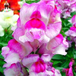 200 Pcs Dwarf Semilla Seeds Fragrant Jardin - 5