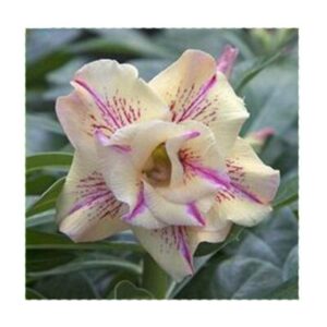 Yellow Purple Desert Rose Seed - 1