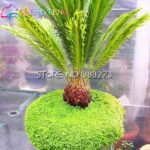100pcs Cycas Seeds Variety Pack - 3