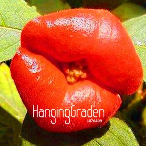 100 Pcs Red Lips Flower Seeds - 6