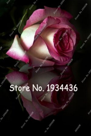 100pcs Rose Bonsai Seeds Holland - 3