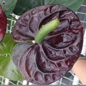 100pcs Anthurium Seeds Grow Beauty - 6