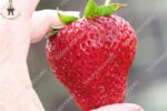 Organic Red Strawberries 100 Seeds - 2