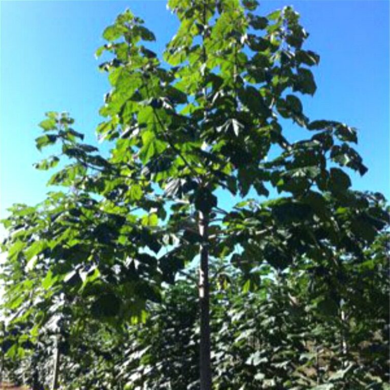 100 Paulownia Elongata Seeds Free Shipping Up to 70 OFF