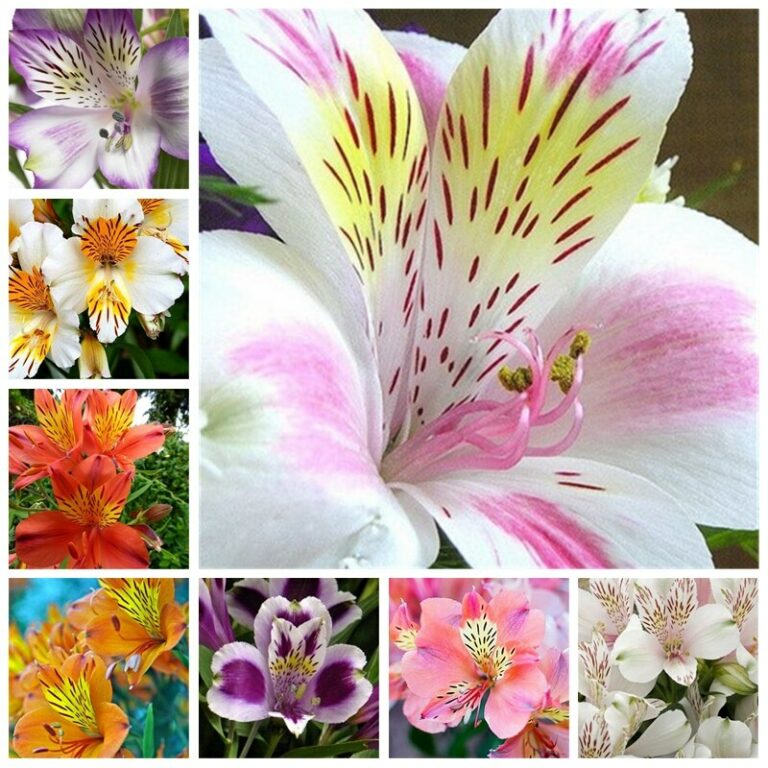 100 Pcs Peruvian Lily Seeds Mix Free Shipping Up to 70