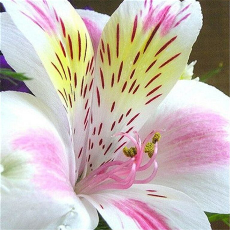 100 Pcs Peruvian Lily Seeds Mix Free Shipping Up to 70