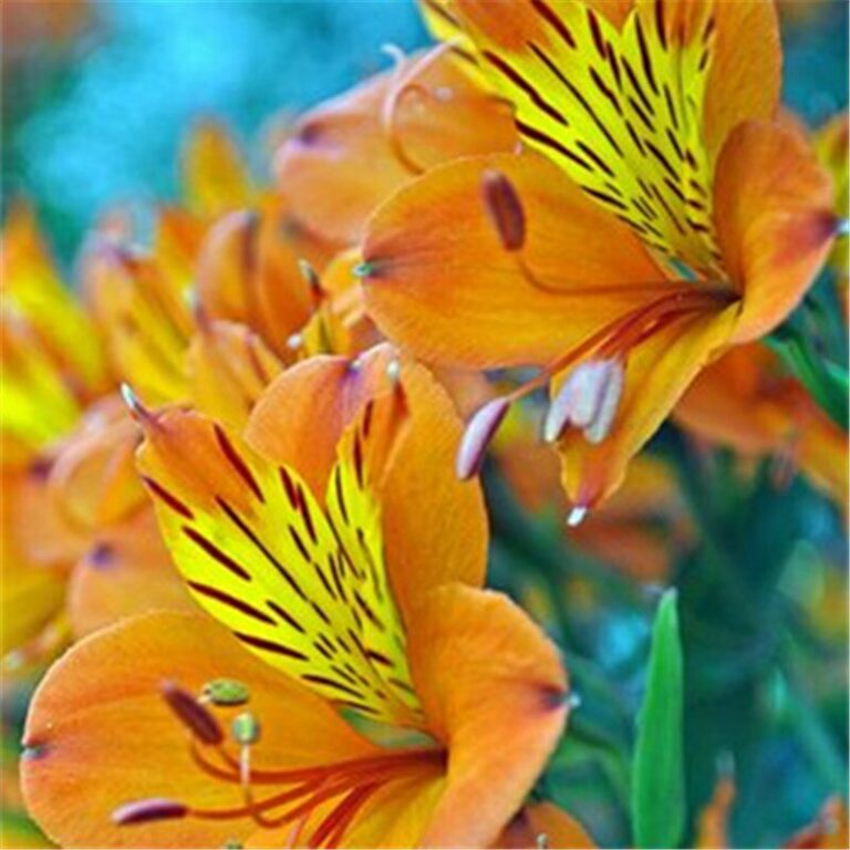 100 Pcs Peruvian Lily Seeds Mix Free Shipping Up to 70