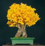 2pcs Gold Ginkgo Biloba Seeds - 3