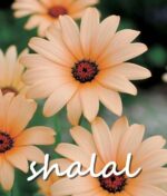 1000pcs Rainbow Chrysanthemum Mix Seeds - 6
