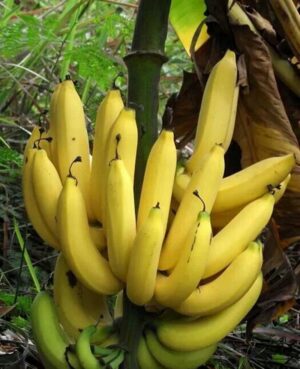 100 Pcs Dwarf Banana Seeds - 2