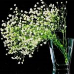 Perennial Paniculata Seed Varieties - 2