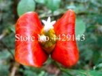 100 Red Lips Chili Perennial Seeds - 3
