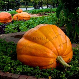 Giant Pumpkin Bonsai Veggie Seeds - 2