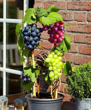 50pcs Organic Grape Fruit Seeds - 1