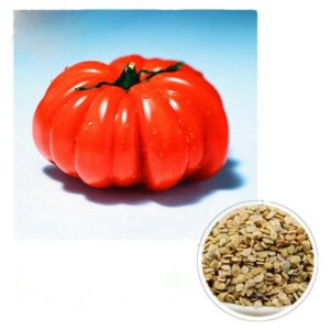 100 Tomato Pumpkin Seeds - 1