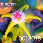 100 Pcs Rainbow Flower Seeds - 5
