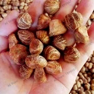 Macrocarpa Bonsai Tree Seeds 2 - 6
