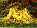100Pcs Chinese Ginseng Seeds - 2