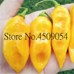 200 Pcs Chili Brazilian Pepper Seeds - 5