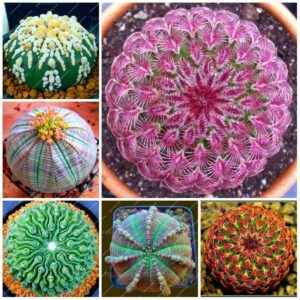 200pcs Succulents Flower Lithops Seeds - 2